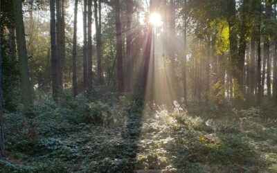 How safe is Forest School?